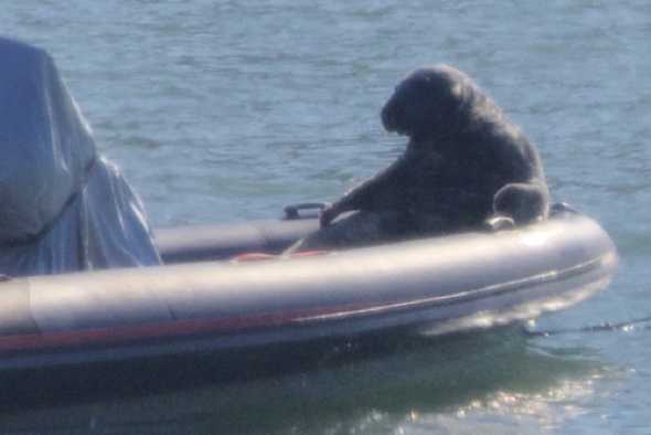 20 April 2023 - 09:22:04
Lord of all he surveys. 'Grandad' seal enjoys a comfy perch on his favourite rib.
Obviously he checked it out on RibAdvisor.
----------------
Seals in the river Dart, Dartmouth
